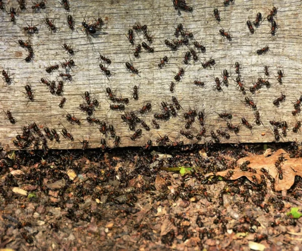 swarm-of-ants-2023-11-27-05-05-39-utc-2-scaled swarm-of-ants-2023-11-27-05-05-39-utc-2-scaled
